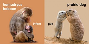 Baby Zoo Animals: Board book [KSIĄŻKA]