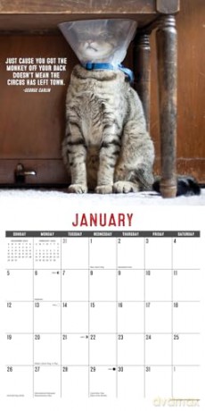 Bad Kitties 2025 Wall [KSIĄŻKA]