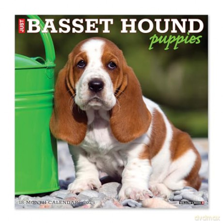 Basset Hound Puppies 2025 Wall [KSIĄŻKA]