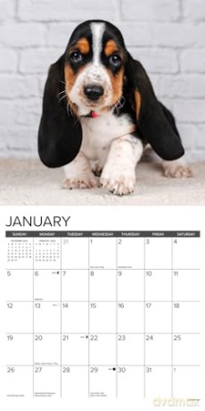 Basset Hound Puppies 2025 Wall [KSIĄŻKA]