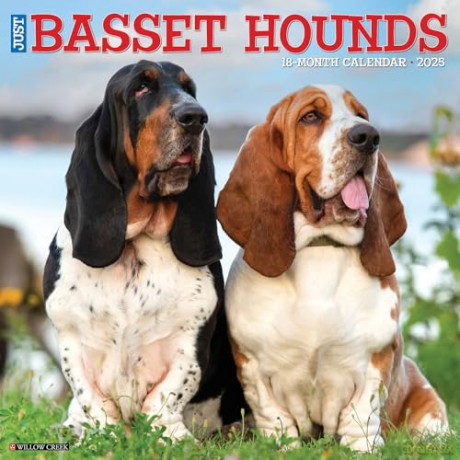 Basset Hounds 2025 Wall [KSIĄŻKA]