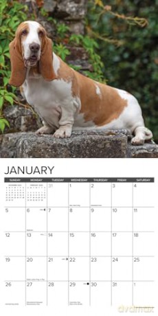Basset Hounds 2025 Wall [KSIĄŻKA]