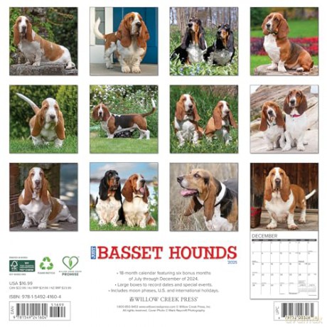 Basset Hounds 2025 Wall [KSIĄŻKA]