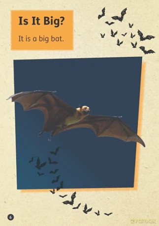 Bat - Little Wandle high-low decodable reader for ages 7+ (Striders Phonics Readers) - Jilly Hunt [KSIĄŻKA]