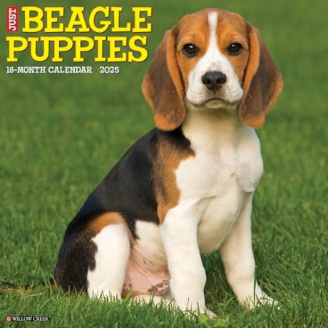 Beagle Puppies 2025 Wall [KSIĄŻKA]