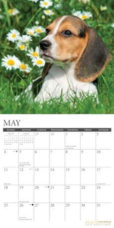 Beagle Puppies 2025 Wall [KSIĄŻKA]