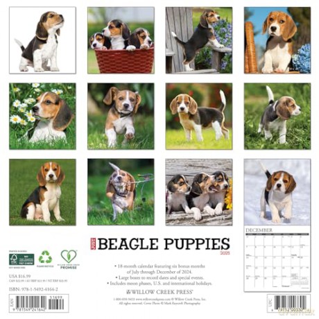 Beagle Puppies 2025 Wall [KSIĄŻKA]