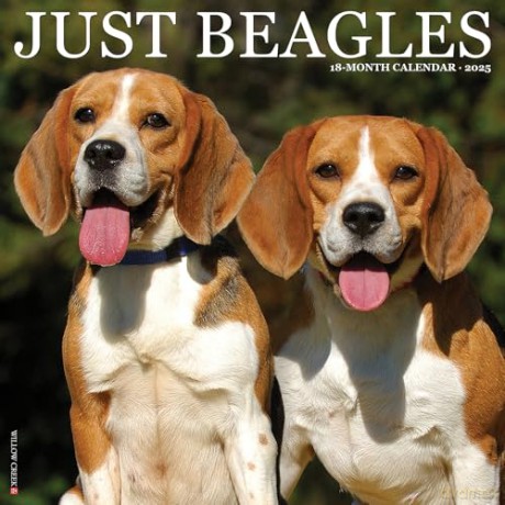 Beagles 2025 Wall [KSIĄŻKA]