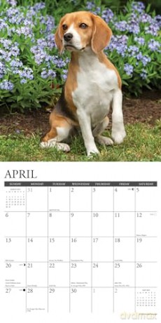 Beagles 2025 Wall [KSIĄŻKA]