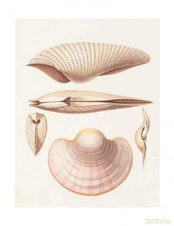 Beautiful Shells: George Perry's Conchology - Mark Carnall [KSIĄŻKA]