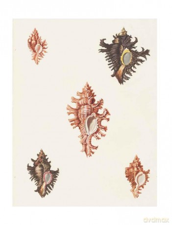 Beautiful Shells: George Perry's Conchology - Mark Carnall [KSIĄŻKA]