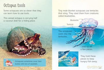 Beginners Octopuses - James Maclaine [KSIĄŻKA]