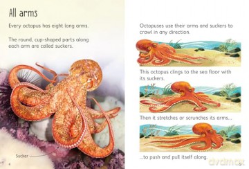 Beginners Octopuses - James Maclaine [KSIĄŻKA]