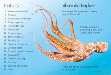 Beginners Octopuses - James Maclaine [KSIĄŻKA]
