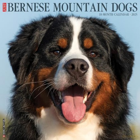 Bernese Mountain Dogs 2025 Wall [KSIĄŻKA]