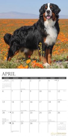 Bernese Mountain Dogs 2025 Wall [KSIĄŻKA]