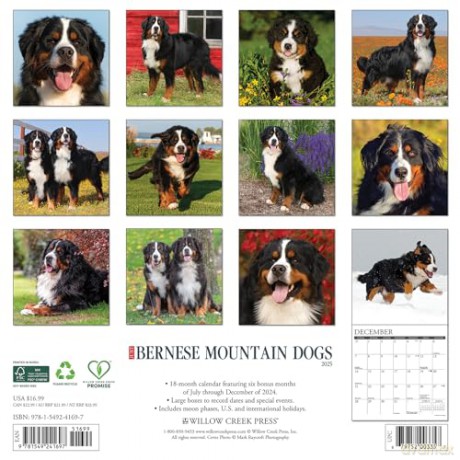 Bernese Mountain Dogs 2025 Wall [KSIĄŻKA]