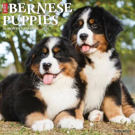 Bernese Mountain Puppies 2025 Wall [KSIĄŻKA]