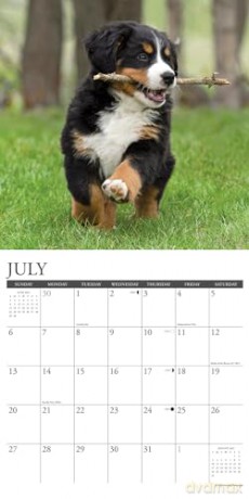Bernese Mountain Puppies 2025 Wall [KSIĄŻKA]