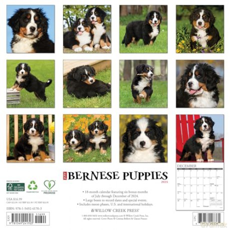 Bernese Mountain Puppies 2025 Wall [KSIĄŻKA]