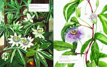 Biblioflora: A celebration of floral beauty in botanical art - Jeanne Batiste [KSIĄŻKA]