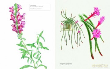Biblioflora: A celebration of floral beauty in botanical art - Jeanne Batiste [KSIĄŻKA]