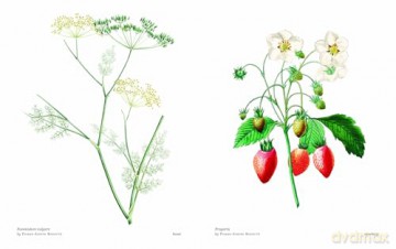 Biblioflora: A celebration of floral beauty in botanical art - Jeanne Batiste [KSIĄŻKA]