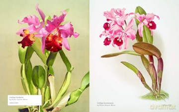 Biblioflora: A celebration of floral beauty in botanical art - Jeanne Batiste [KSIĄŻKA]