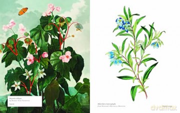 Biblioflora: A celebration of floral beauty in botanical art - Jeanne Batiste [KSIĄŻKA]