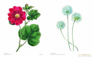 Biblioflora: A celebration of floral beauty in botanical art - Jeanne Batiste [KSIĄŻKA]