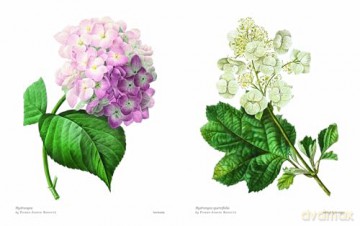 Biblioflora: A celebration of floral beauty in botanical art - Jeanne Batiste [KSIĄŻKA]