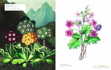 Biblioflora: A celebration of floral beauty in botanical art - Jeanne Batiste [KSIĄŻKA]