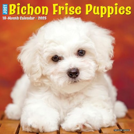 Bichon Frise Puppies 2025 Wall [KSIĄŻKA]