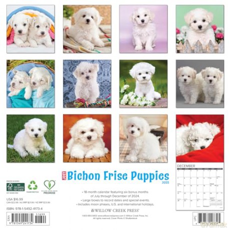 Bichon Frise Puppies 2025 Wall [KSIĄŻKA]