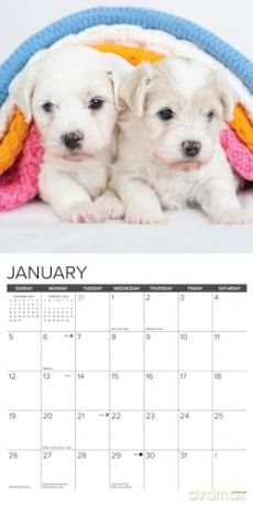 Bichon Frise Puppies 2025 Wall [KSIĄŻKA]