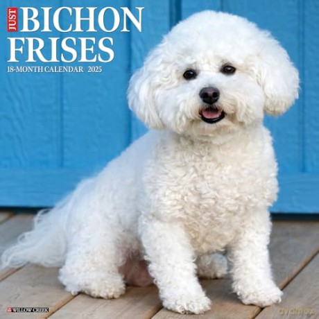 Bichon Frises 2025 Wall [KSIĄŻKA]