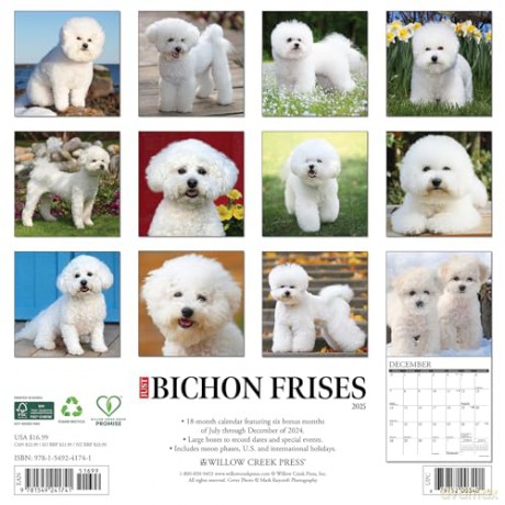 Bichon Frises 2025 Wall [KSIĄŻKA]