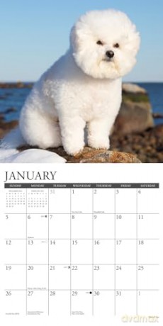 Bichon Frises 2025 Wall [KSIĄŻKA]