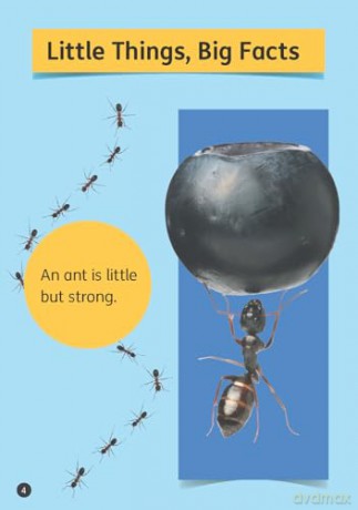 Big Facts Book - Little Wandle high-low decodable reader for ages 7+ (Striders Phonics Readers) - Jilly Hunt [KSIĄŻKA]