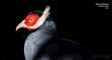 Birds: Deluxe Series - Simon Papps [KSIĄŻKA]