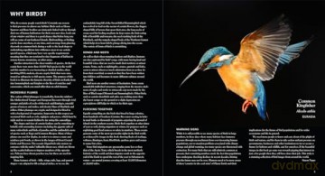 Birds: Deluxe Series - Simon Papps [KSIĄŻKA]