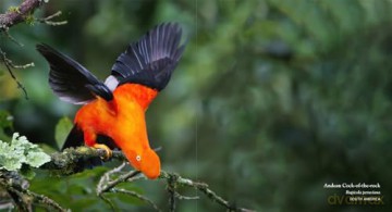 Birds: Deluxe Series - Simon Papps [KSIĄŻKA]