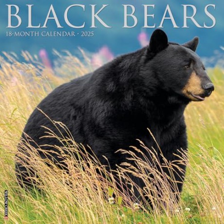 Black Bears 2025 Wall [KSIĄŻKA]