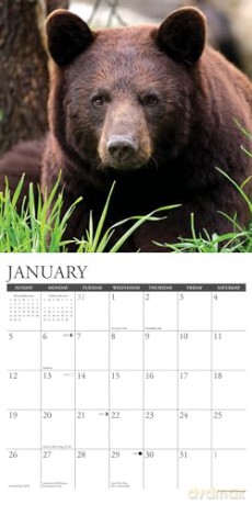 Black Bears 2025 Wall [KSIĄŻKA]
