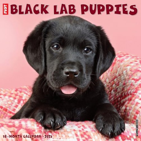 Black Lab Puppies 2025 Wall [KSIĄŻKA]