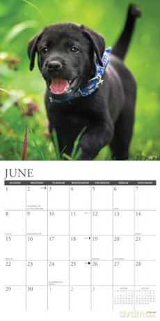 Black Lab Puppies 2025 Wall [KSIĄŻKA]