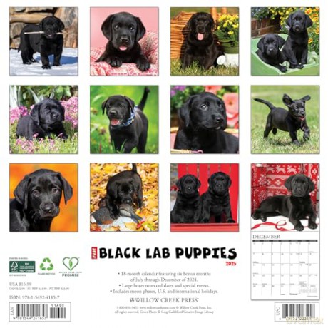 Black Lab Puppies 2025 Wall [KSIĄŻKA]