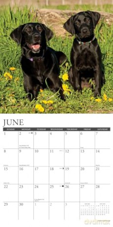 Black Labs 2025 Wall [KSIĄŻKA]
