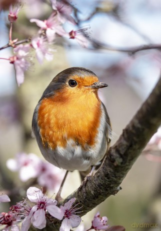 Bob the Robin: A Love Letter to Britain's Favourite Bird - Tony Putman [KSIĄŻKA]