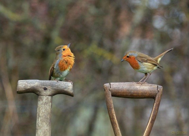Bob the Robin: A Love Letter to Britain's Favourite Bird - Tony Putman [KSIĄŻKA]